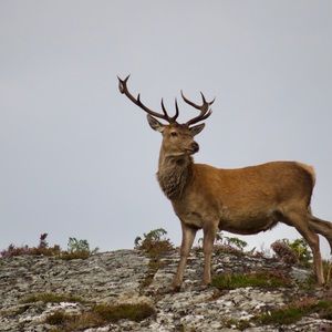 Meet your Posher, Daisy